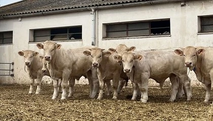 Foto de Finaliza la ltima serie de testaje de la raza Charolesa en el Censyra de Badajoz
