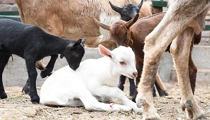 Foto de Acrimur realiza una exportacin de 200 embriones de raza Murciano-Granadina a Per