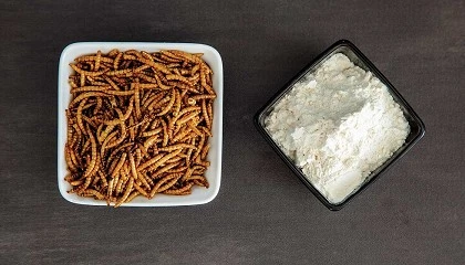 Foto de La UOC incorpora protena de insecto en productos lcteos pasteurizados y brownies