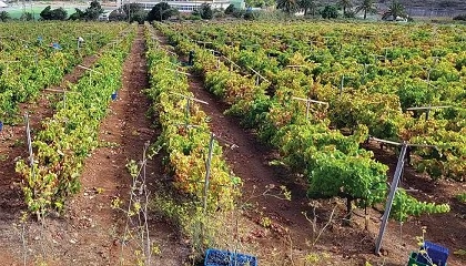 Foto de La DO Islas Canarias cierra la vendimia 2025 con 1,3 millones de kg, un 18% menos de lo habitual