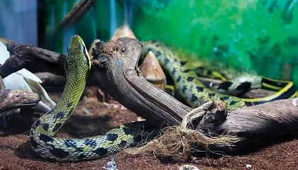 Foto de Gua para controlar la humedad en terrarios