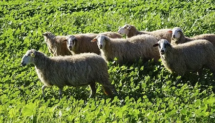 Foto de El serotipo 3 de la lengua azul llega a Ibiza y Formentera con un caso en una granja ovina