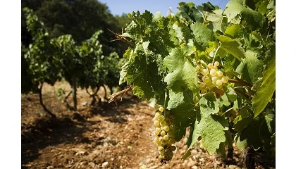 Foto de Aragn lanza nuevas subvenciones de 2 millones para modernizar el sector vitivincola