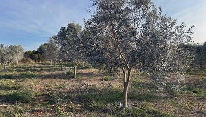 Foto de Evoluci�n de la salud del suelo en Mallorca: claves para una agricultura m�s f�rtil y sostenible