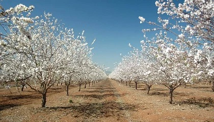 Foto de La produccin espaola de frutos secos se recuperar tras dos aos afectada por heladas y sequas