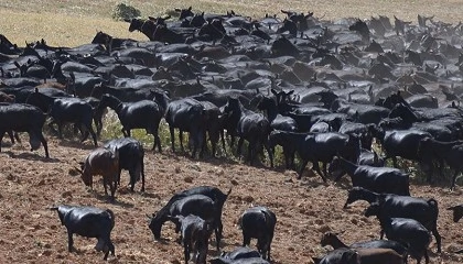 Foto de El bienestar animal como herramienta para una buena produccin en caprino de leche