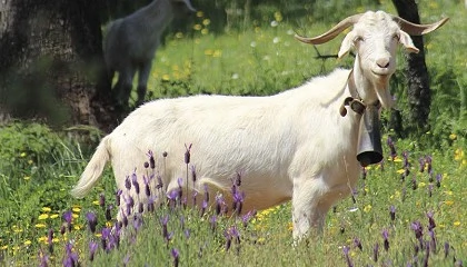 Foto de Ablanse celebra la llegada por primera vez a Huelva de la Escuela de Pastores de Andaluca