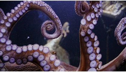 Foto de CellBlue: projeto desenvolve produtos alimentares  base de polvo celular