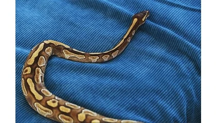 Foto de España prepara el listado oficial de especies exóticas que podrán tenerse en casa, según la Ley de Protección Animal