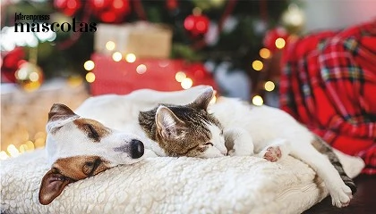 Foto de Guía de regalos para peludos: detalles útiles para agradecer su compañía estas navidades