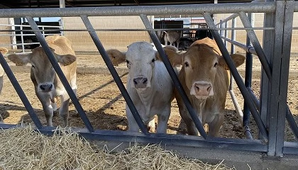Foto de El pienso para el cebo de terneros tiene un precio un 4,5% inferior al pasado año