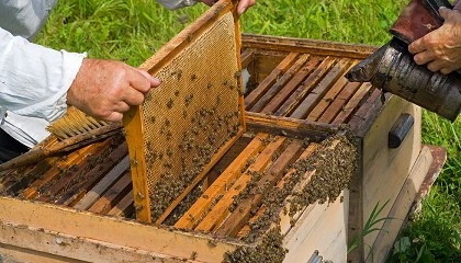Foto de Convocatoria de ayudas de 1,29 millones de euros para la investigación en el sector apícola