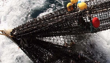 Foto de 3 de cada 4 capturas mundiales de pescado blanco ya cuentan con certificación de sostenibilidad