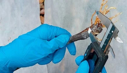 Foto de Una viticultura resiliente, el objetivo del proyecto VITRES