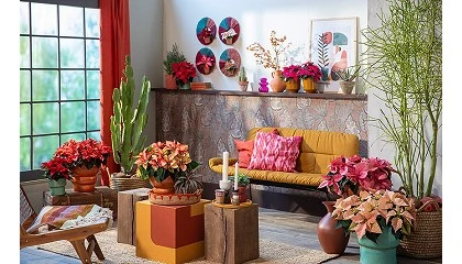 Foto de La flor de Pascua: historia, tradición y secretos de la planta que ilumina el invierno