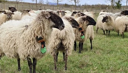 Foto de Pastoreo inteligente como solucin a las nuevas demandas de la produccin de leche