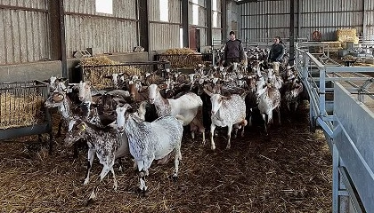 Foto de La raza Florida incorpora una nueva explotacin en la provincia de Ciudad Real