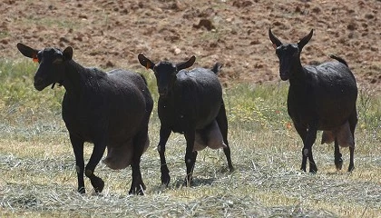 Foto de Caprigran integrar en 2026 a ganaderos que ya trabajan con la raza en Italia