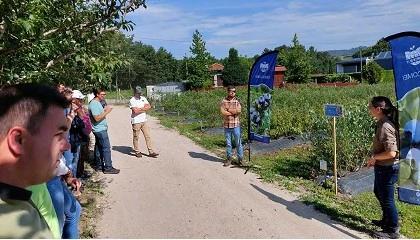Foto de Bfruit e Hortifrut: uma parceria que valoriza a produo de pequenos frutos em Portugal