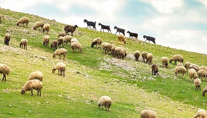 Foto de Las ayudas por lengua azul en Andaluca dejan sin cobertura la mortalidad en el ganado