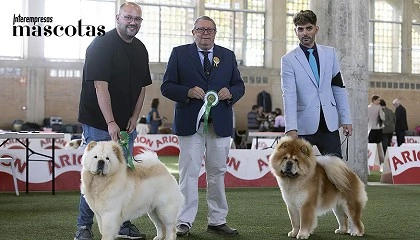 Foto de Chow chow: morfologa, seleccin y cra