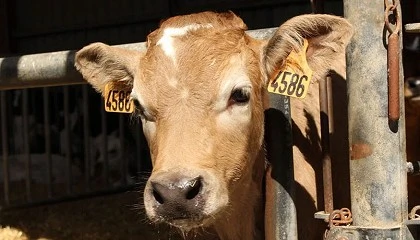 Foto de Combatir las resistencias antimicrobianas en la producci�n de carne de vacuno