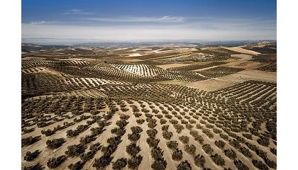 Foto de El olivar ecolgico crece en Espaa un 73% y roza las 300.000 hectreas
