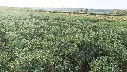 Foto de Efecto de la incorporaci�n de harina de �Lupinus albus� (var. �Orden Dorado�) en hamburguesas de cordero