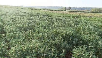Foto de Efecto de la incorporaci�n de harina de �Lupinus albus� (var. �Orden Dorado�) en hamburguesas de cordero