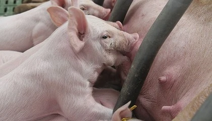 Foto de El Tribunal Supremo anula el espacio mínimo para lechones destetados y cerdos en producción