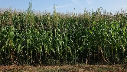 Foto de Amaranthus palmeri S Watson, una amenaza emergente para los cultivos de verano en Castilla y Le�n