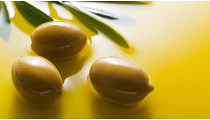 Foto de El CSIC y Olivrica colaborarn en proyectos para plantaciones de olivar de alta densidad