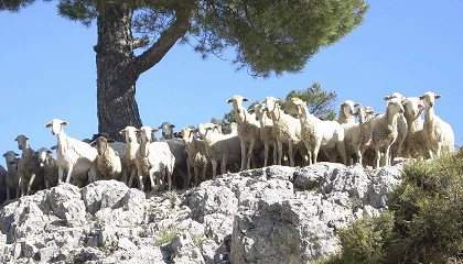 Foto de Un total de 10,2 millones de euros para ganaderos afectados por la lengua azul en Andaluca