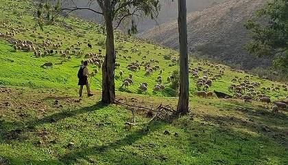 Foto de Collares GPS para ovejas: clave para el relevo generacional en la trashumancia