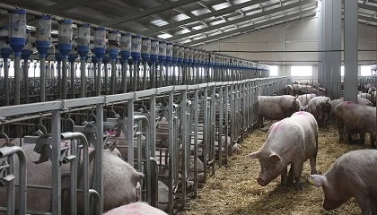 Foto de El MAPA confirma los primeros casos de peste porcina africana en España desde 1994