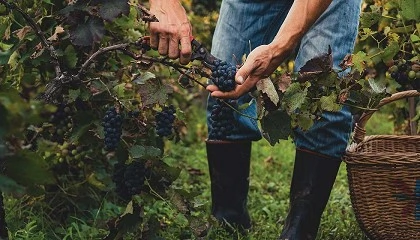 Foto de La superficie plantada de viñedo en España cae a 929.170 hectáreas, mínimo histórico