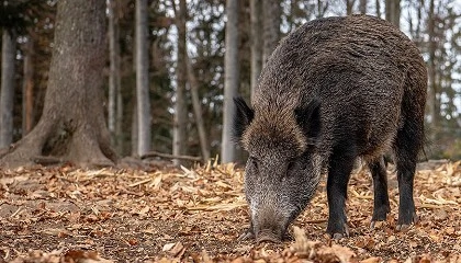 Foto de Mueren otros siete jabales por peste porcina africana dentro del radio del primer foco