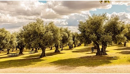 Foto de Las cotizaciones del aceite de oliva son estables