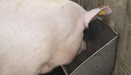 Foto de Los precios del porcino ya sufren el mayor descenso en los últimos treinta años