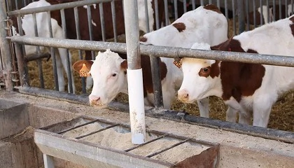 Foto de Beefmetareduction trabaja para reducir las emisiones de metano en los terneros