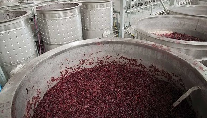 Foto de CO2 das adegas transformado em microalgas com valor alimentar