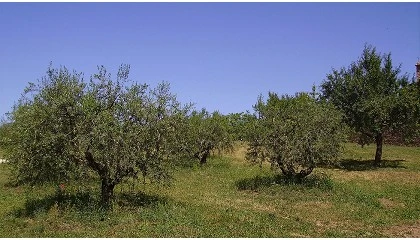 Foto de El COI abordar las claves de expansin del oleoturismo en un webinar