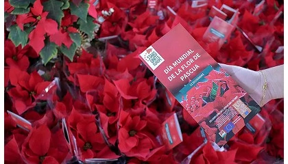 Foto de La capital europea de la flor de Pascua: Stars for Europe reparte poinsettias en el Mercado de San Fernando