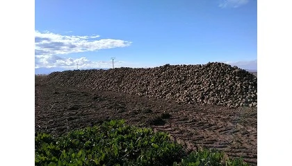 Foto de Azucarera confirma rendimientos rcord de remolacha en Len y Zamora