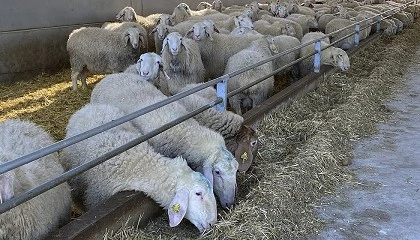Foto de Las OPL solo canalizan uno de cada tres litros de leche de oveja producidos en Espaa