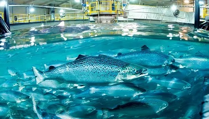 Foto de Himoinsa proporciona energía de emergencia en piscifactorías de salmón en Noruega
