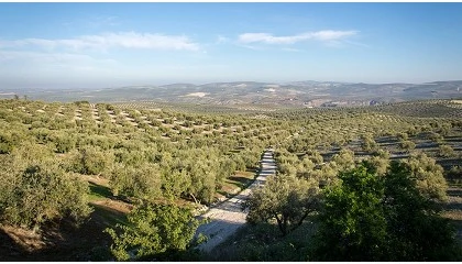 Foto de La UJA e INTEC se alían para transformar la gestión del olivar con la IA y los datos