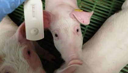 Foto de Sacrificio de 80.000 cerdos en la zona afectada de Barcelona para consumo humano