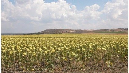 Foto de El MAPA publica la resolucin de ayudas a explotaciones agrarias de titularidad compartida