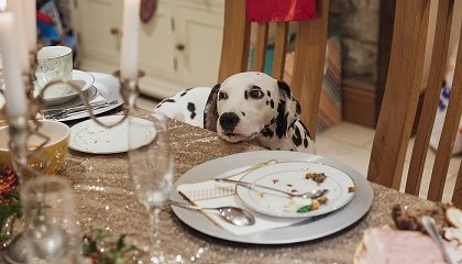 Foto de Natura Diet alerta sobre los riesgos alimentarios m�s frecuentes para perros y gatos durante las fiestas navide�as